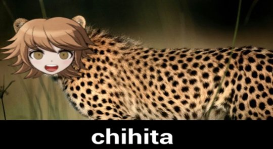 Chihita